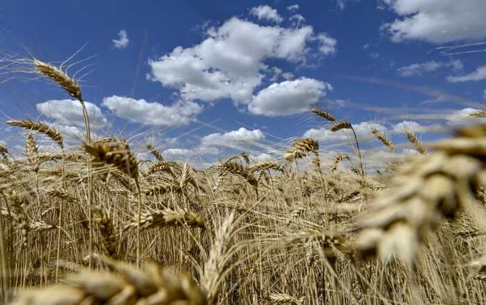 Воєнні жнива на Запоріжжі: і піт, і сльози